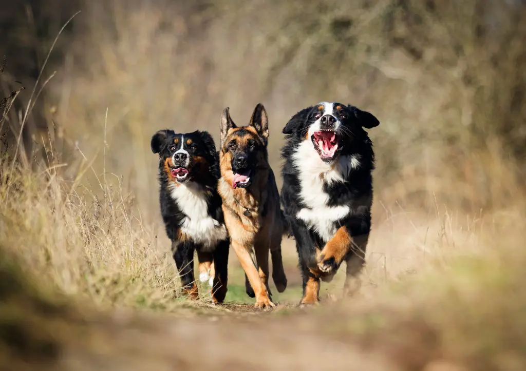 parc trial canin chez Chien Serein